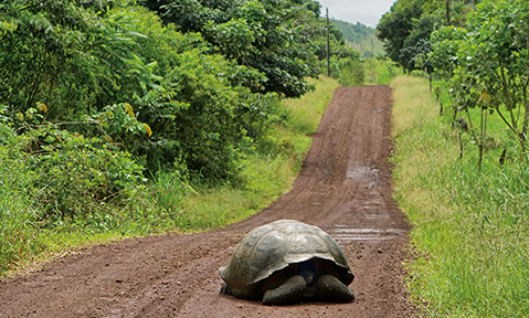 A giant turtle in the middle of a long dirt track in the middle of the vegetation of the wild Galapagos Islands yacht charter